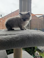 Ragdoll cats - Advert 5