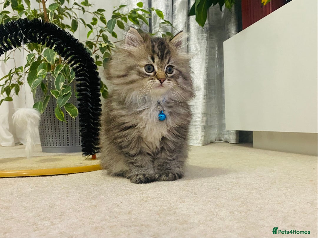 Ragdoll cats for sale: Ragdoll X British  - Advert 4