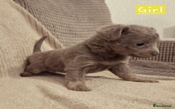 Russian Toy Terrier dogs for sale: Pure blood Russian Toy smooth and long haired - Image 13