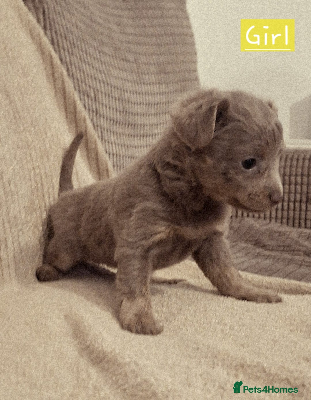 Russian Toy Terrier dogs for sale: Pure blood Russian Toy smooth and long haired - Image 13