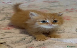 Mixed Breed cats for sale: Ragdoll X Persian kittens  - Image 10