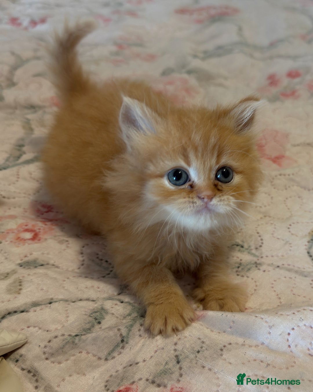 Mixed Breed cats for sale: Ragdoll X Persian kittens  - Image 10