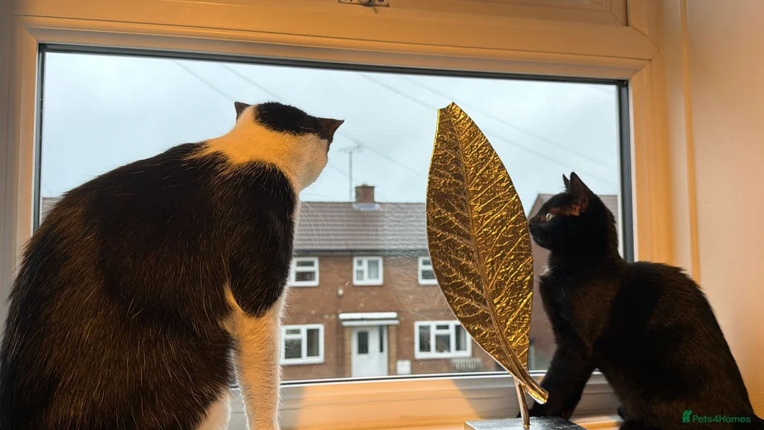 Mixed Breed cats for sale: Stunning Zora black girl need home  - Advert 3