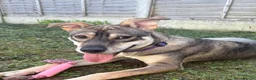 Mixed Breed dogs for sale: 10 month old female husky x German shepherd  in Sudbury - Advert 1