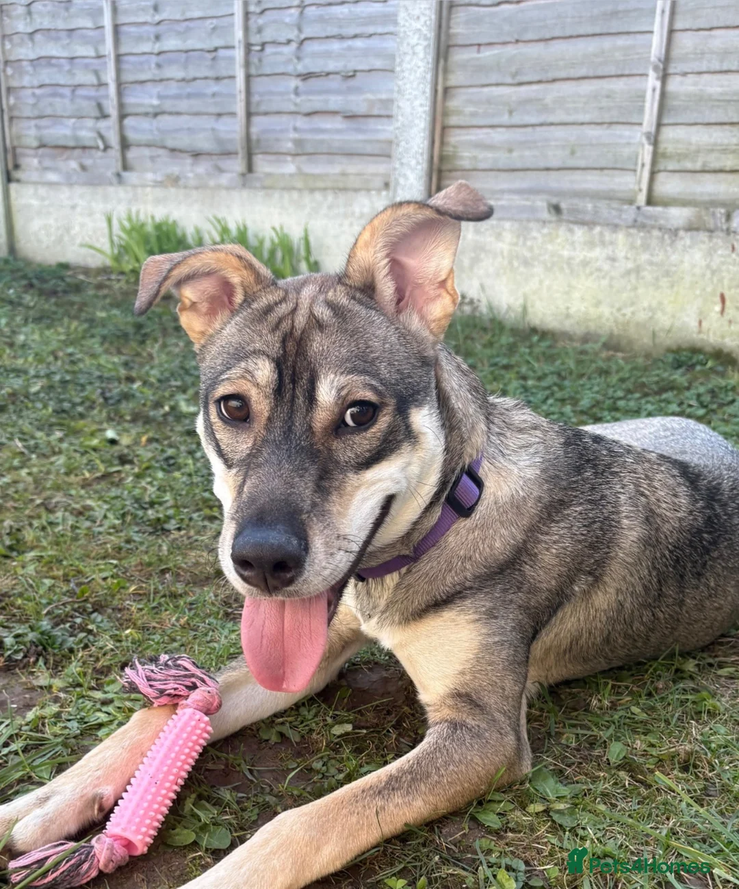 Mixed Breed dogs for sale: 10 month old female husky x German shepherd  in Sudbury - Advert 1