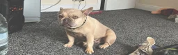 French Bulldog dogs for sale: French Bulldog Puppy - Advert 5