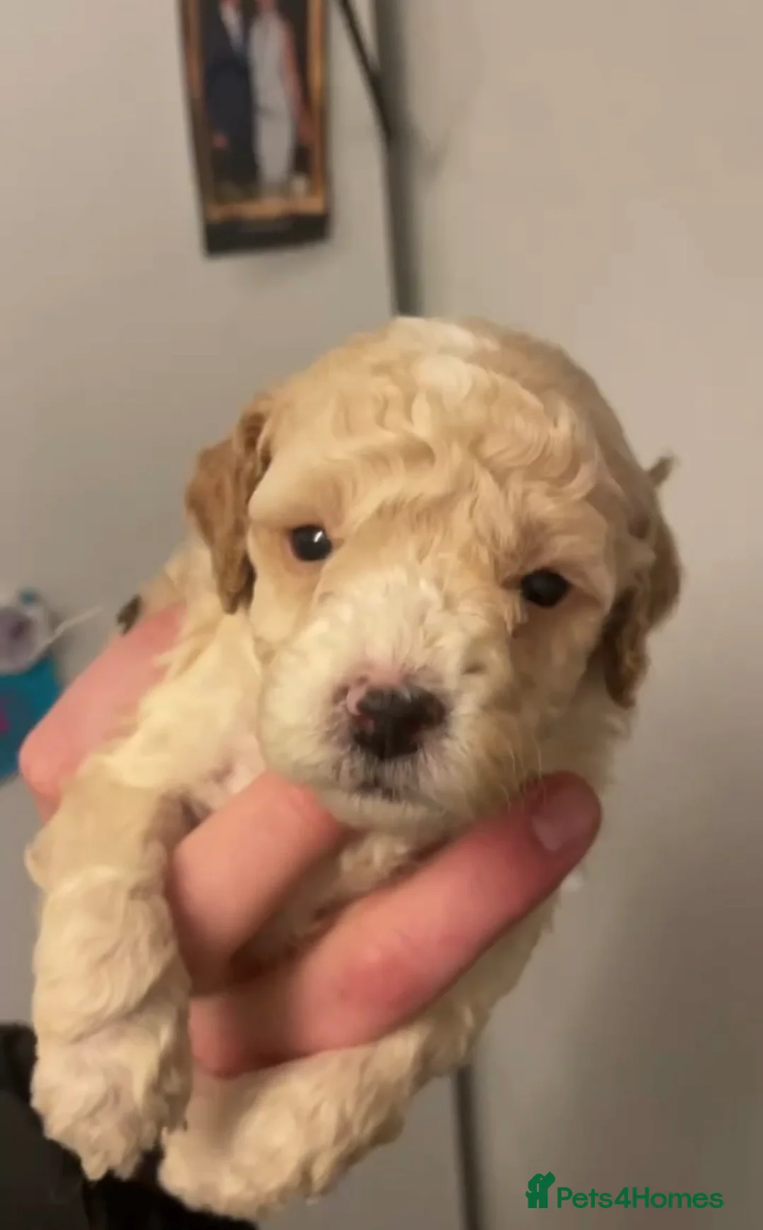 Toy Poodle dogs for sale: Toy poodle - Advert 2