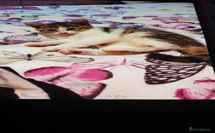 Mixed Breed cats - Advert 13