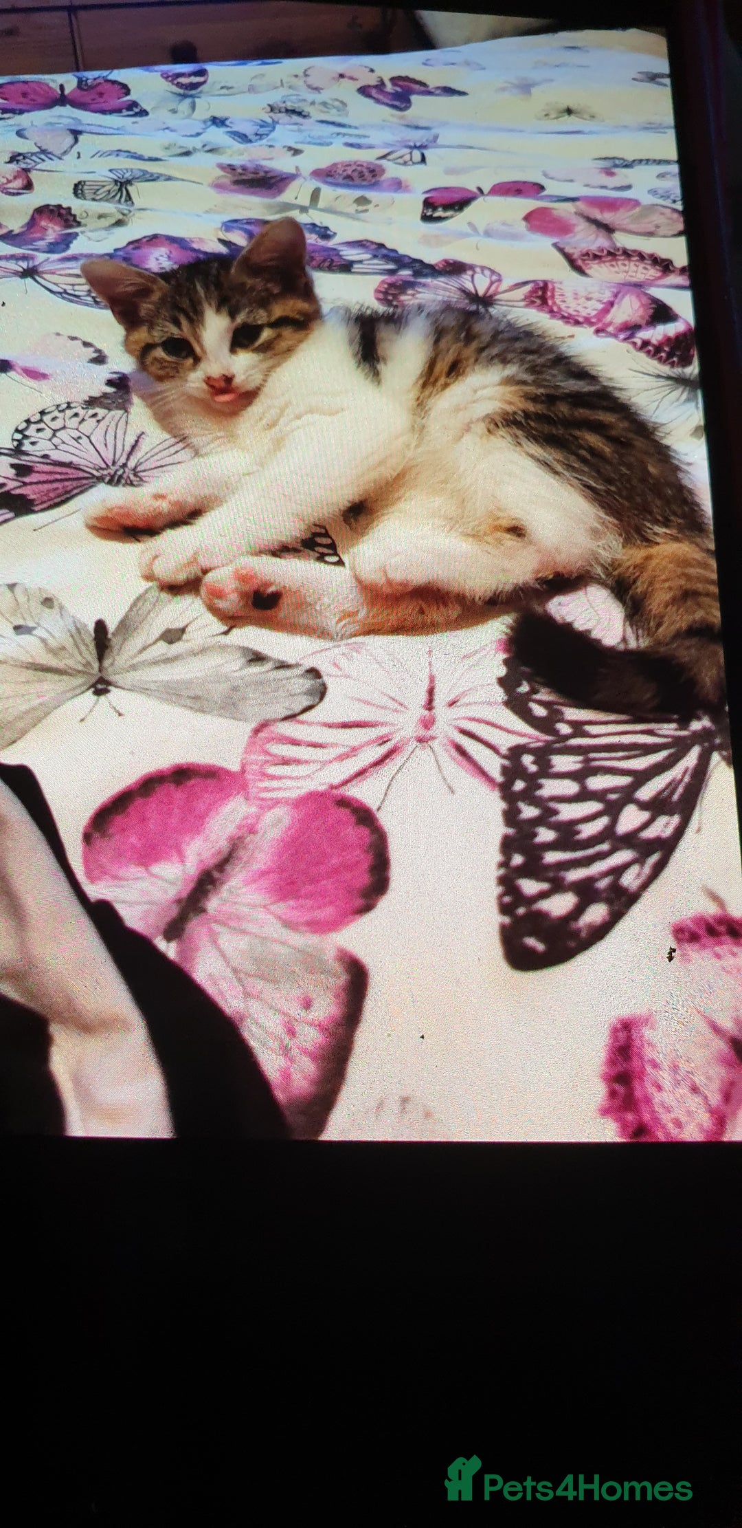 Mixed Breed cats for sale: 4 Kittens for sale - Image 1