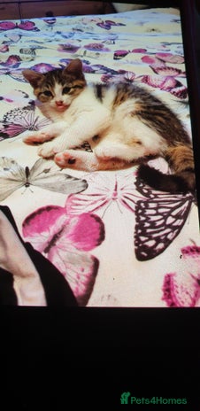 Mixed Breed cats - Advert 3