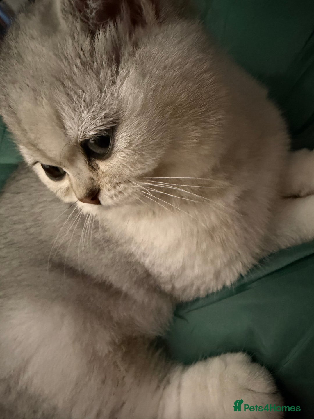 British Shorthair cats for sale: BSH🤍Zubracat Gucci 🤍GCCF🌟 - Advert 11