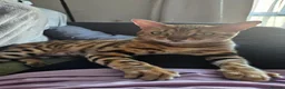 Bengal cats for sale: A very special home wanted for Astrid in Salford - Advert 9