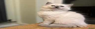 Ragdoll 2