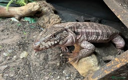 Mixed Breed reptiles for sale: Red Tegu  - Image 1