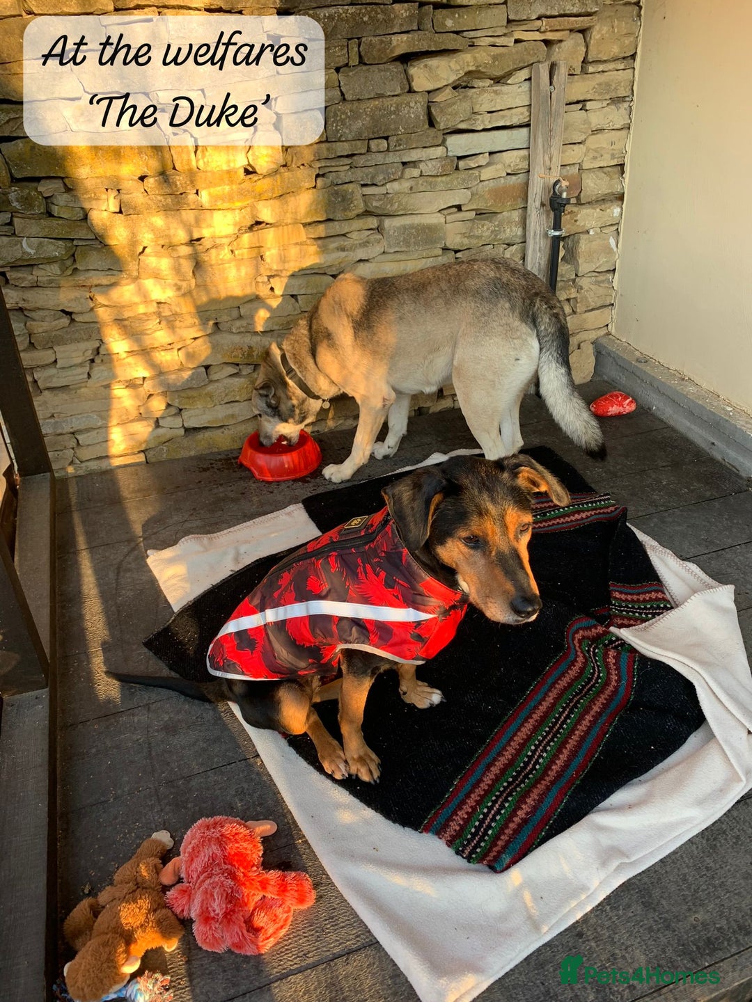 Mixed Breed dogs for adoption: The Duke, 8 yrs approx. Available for adoption. - Advert 16