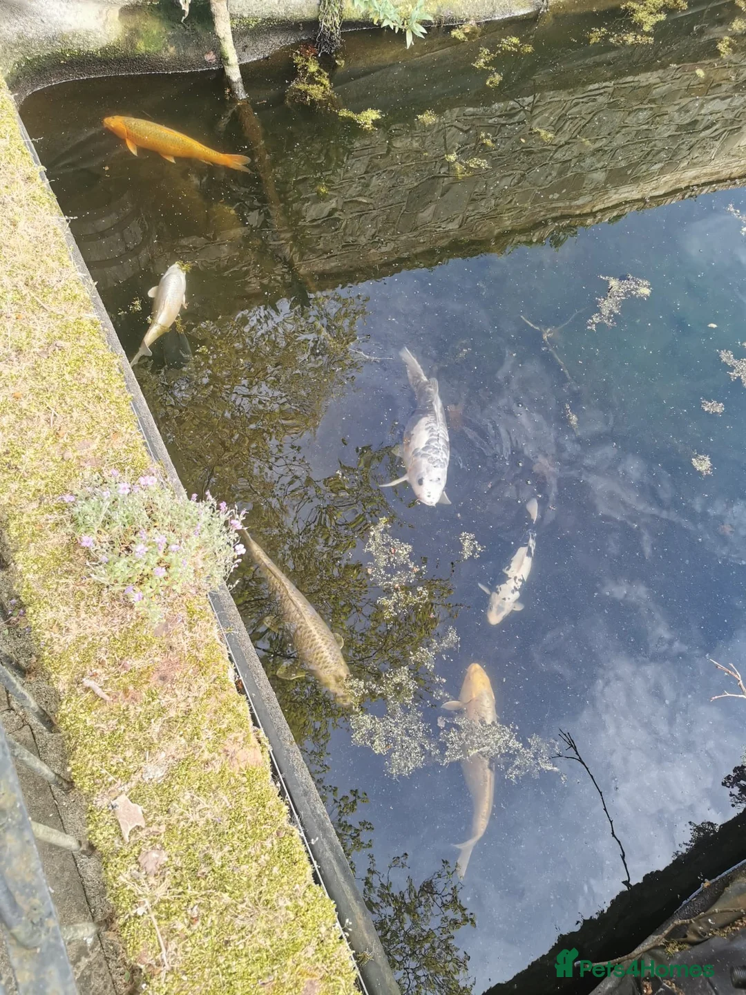 Koi Carp fish for sale: Koi various Sizes in Liss - Advert 8