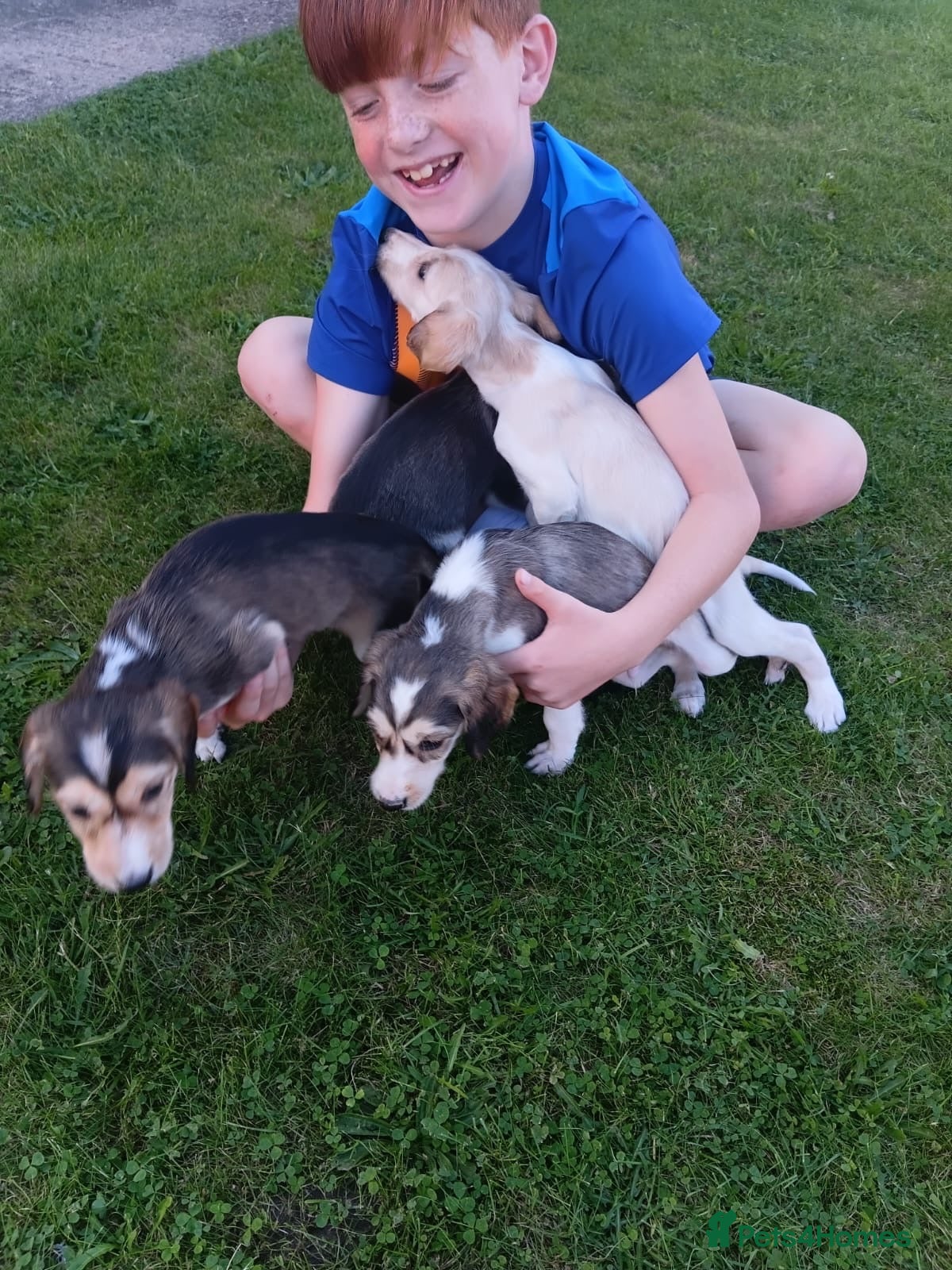 Saluki dogs KC registered saluki puppy’s  - Advert 2
