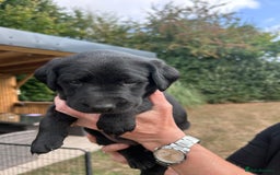 Mixed Breed dogs for sale: Gorgeous Lab x Collie puppies - Image 9