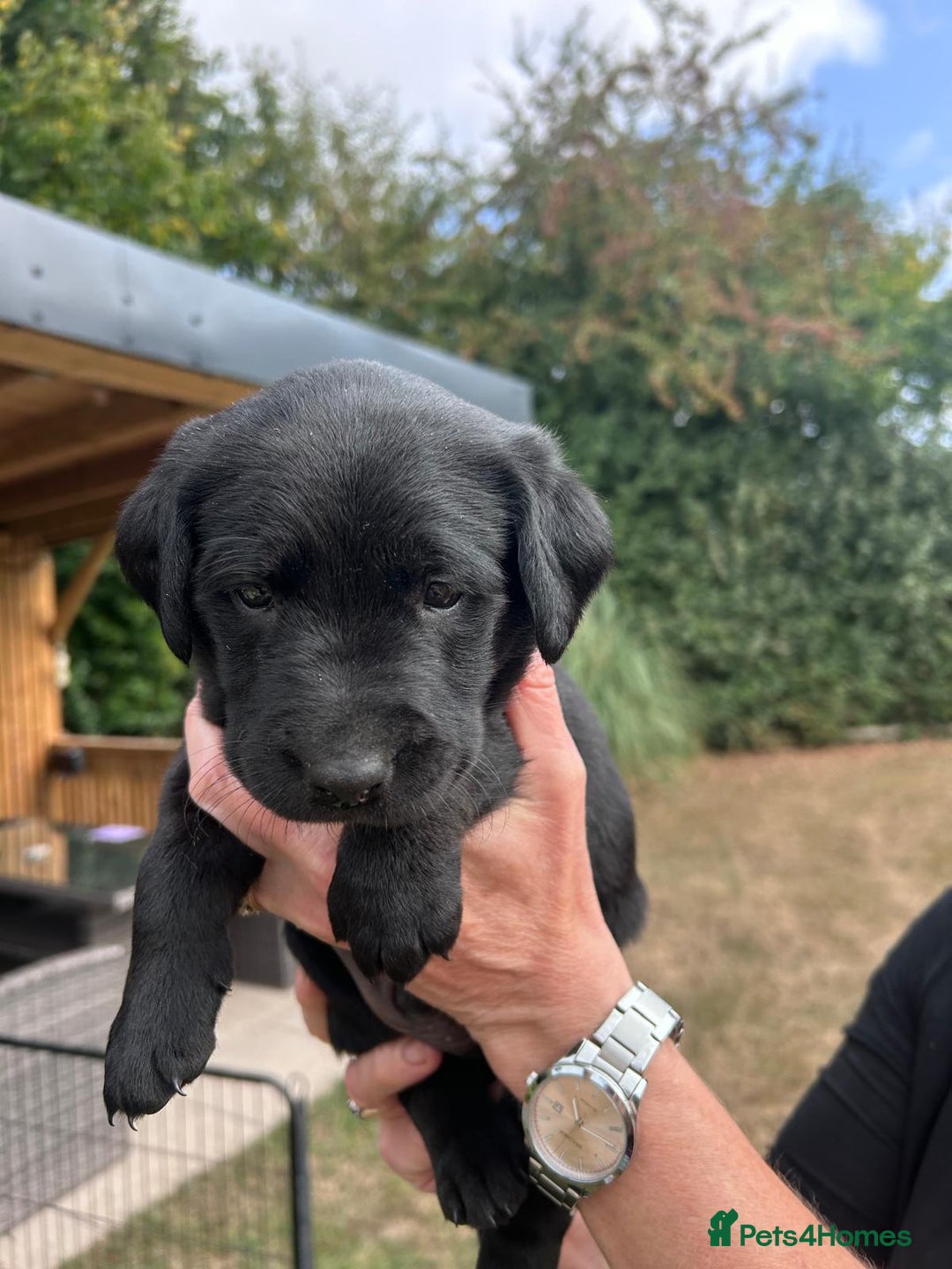 Mixed Breed dogs for sale: Gorgeous Lab x Collie puppies - Image 9
