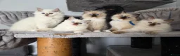 Ragdoll cats for sale: GCCF REGISTERED RAGDOLL KITTENS  - Advert 6