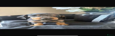 Dachshund 2