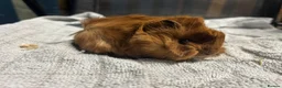 Guinea Pig rodents for sale: beautiful friendly guinea pigs to reserve  - Advert 18