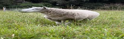 Sheep livestock for sale: Lovely pet sheep boys  - Advert 3