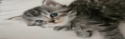 Mixed Breed cats for sale: Persian Chinchilla X Grey Girl Tuxedo Boy - Advert 7