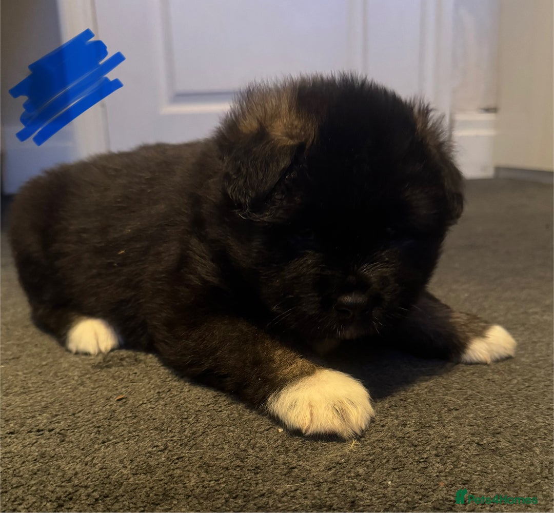 Akita dogs for sale: Akita puppies for sale  - Advert 15