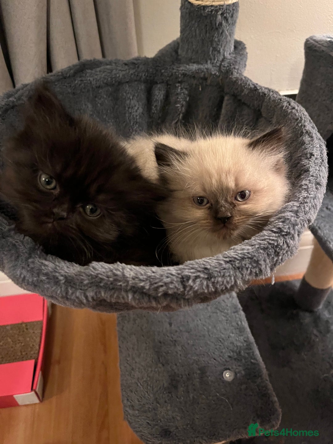 Himalayan cats for sale: Himalayan x chinchilla Persian  - Advert 2