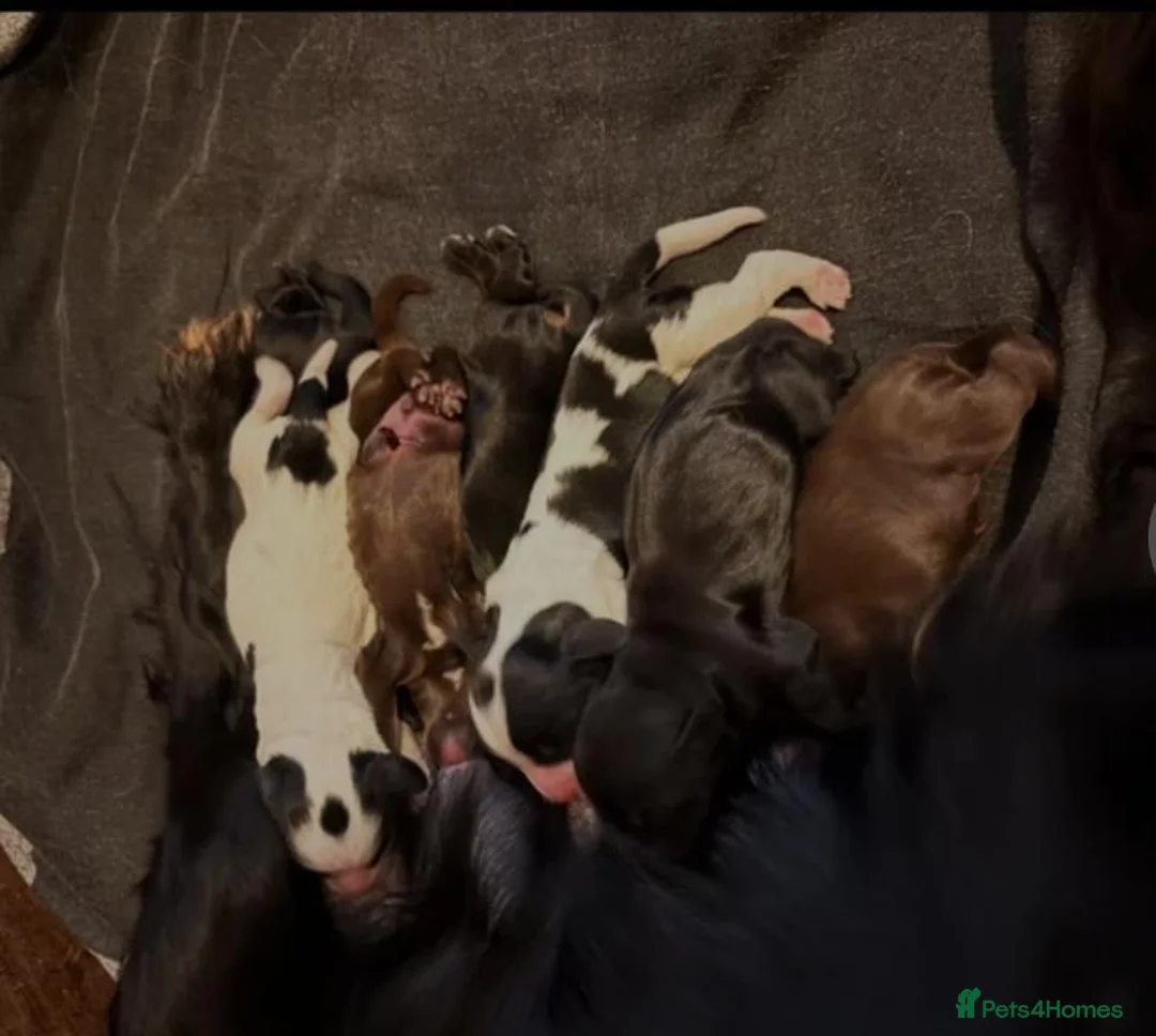 Cocker Spaniel dogs for sale: Gorgeous little boy - Advert 2