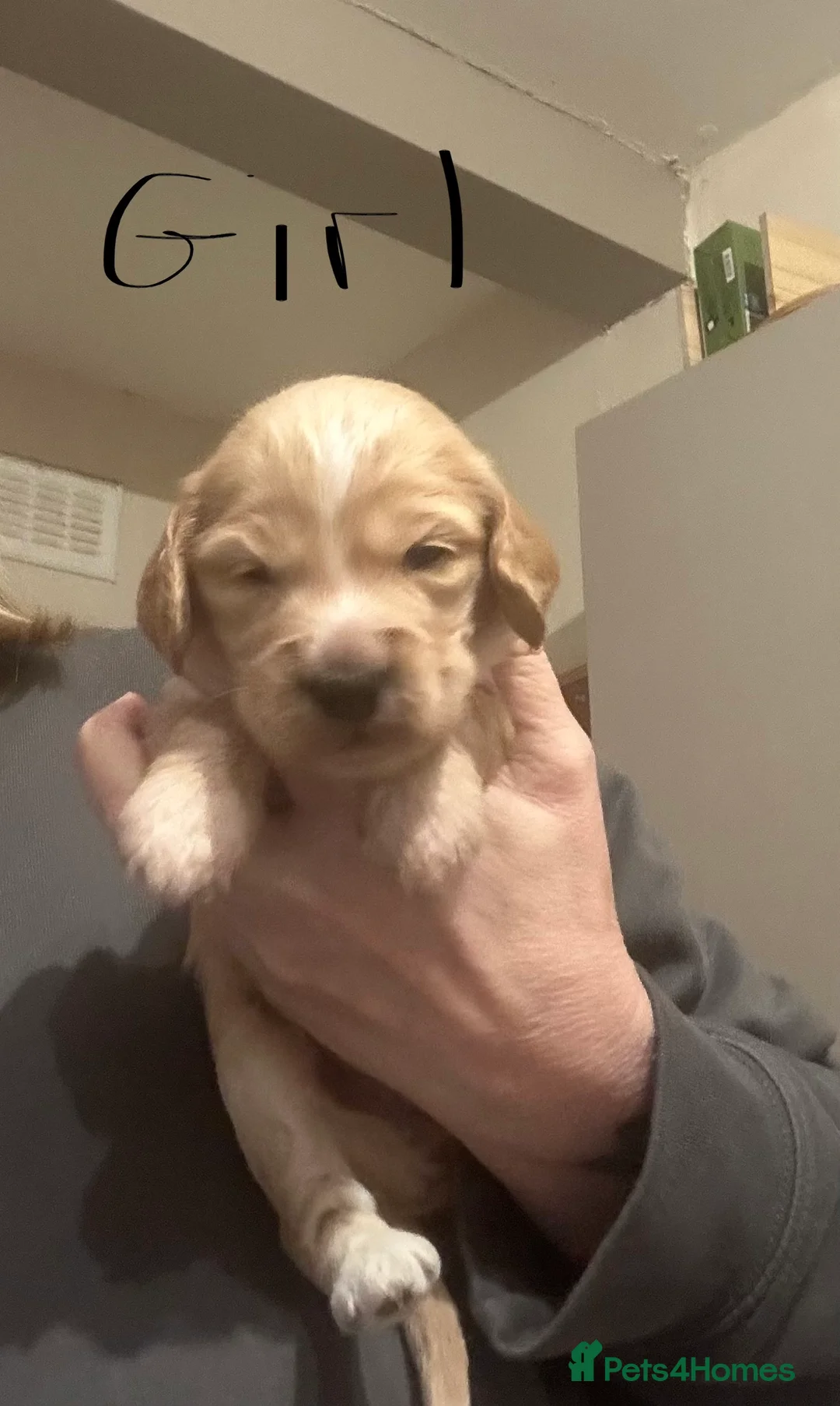 Cockapoo dogs for sale: Cockapoo puppies for sale  - Advert 6