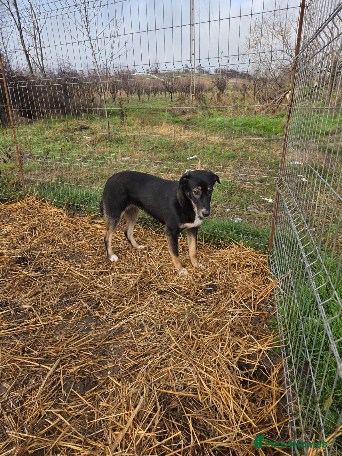 Mixed Breed dogs for adoption: 🐾 RONA -  a Lovely Girl, for a Loving Home🐾 in Bristol - Advert 25