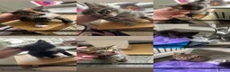 Mixed Breed cats for sale: Kittens for sale  in Keighley - Advert 9