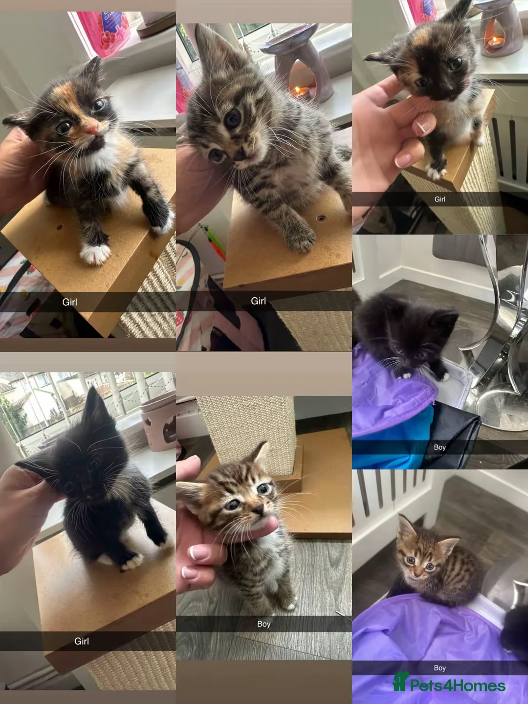 Mixed Breed cats for sale: Kittens for sale  in Keighley - Advert 9