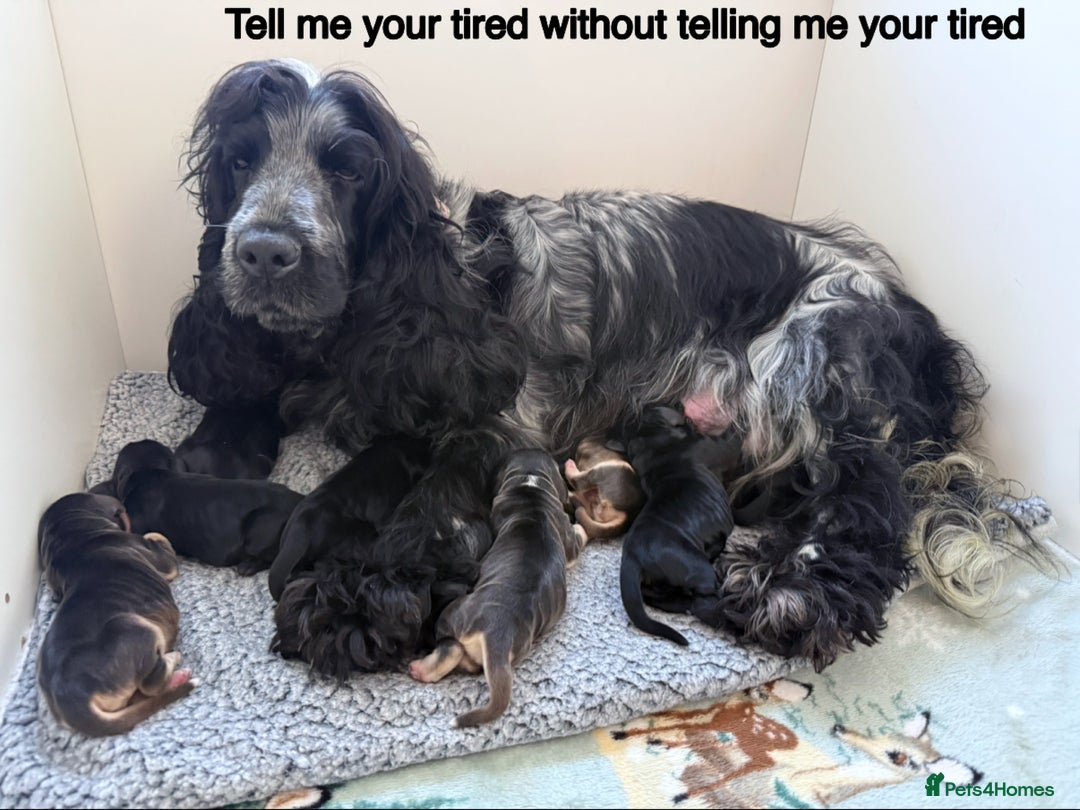Cocker Spaniel dogs for sale: Exceptional pedigree KC champion show Cockers.  - Image 4