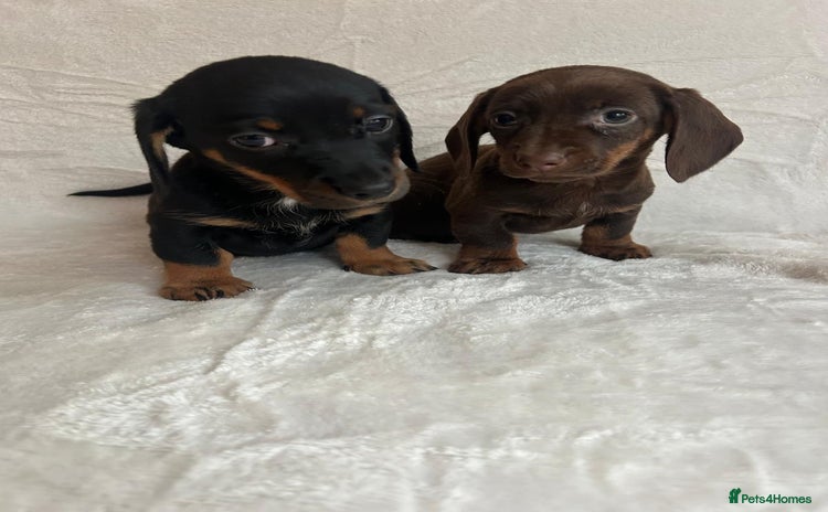 Miniature Dachshund dogs - Advert 2