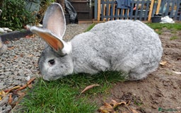 Continental Giant rabbits for sale: Gorgeous Bunny  - Image 8