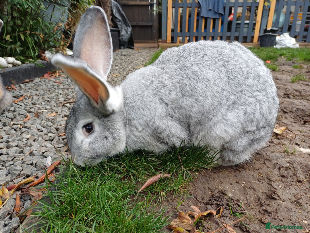 Continental Giant rabbits for sale: Gorgeous Bunny  - Image 8
