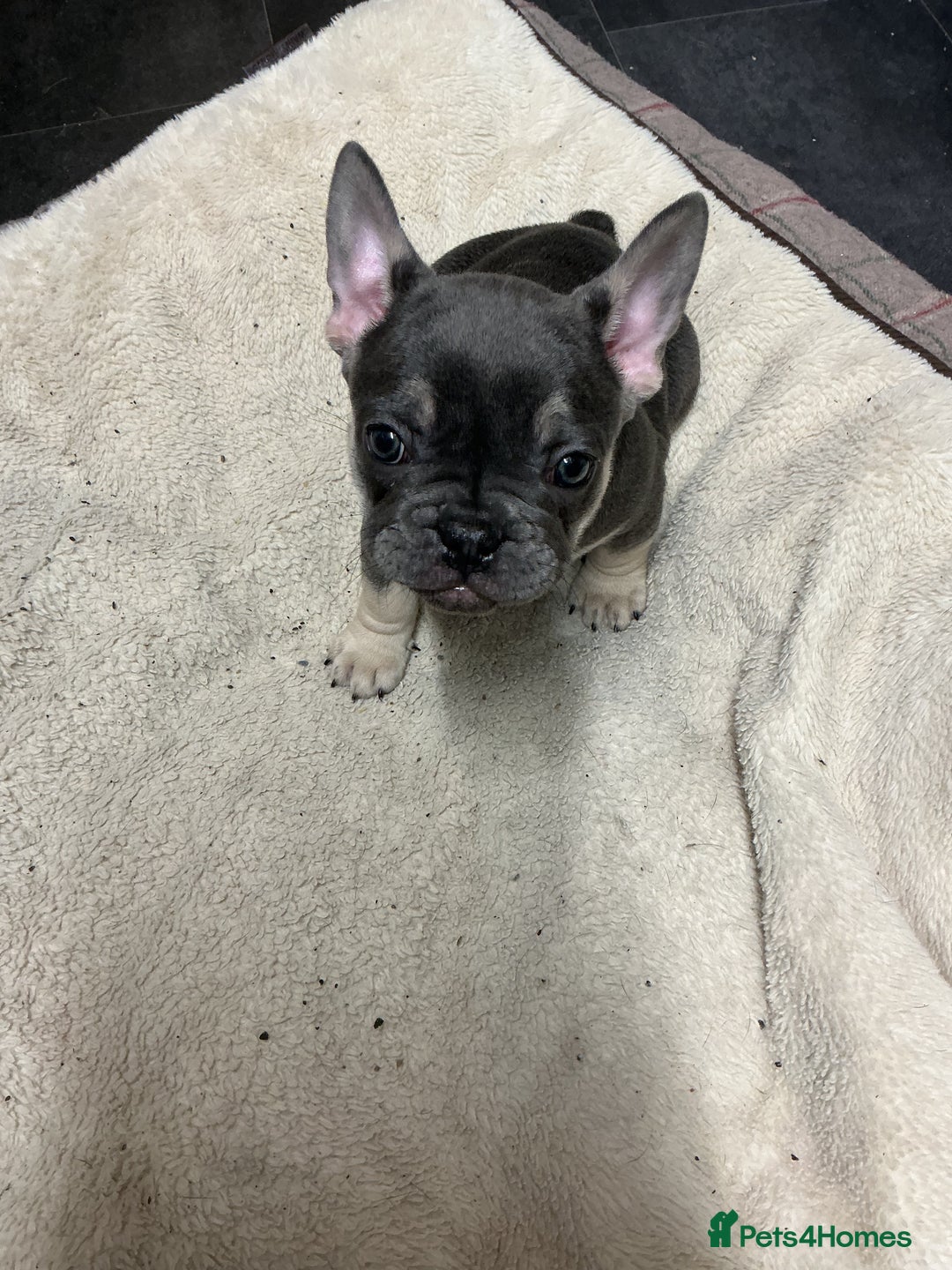French Bulldog dogs for sale: Adorable Frenchie Puppies - Advert 10