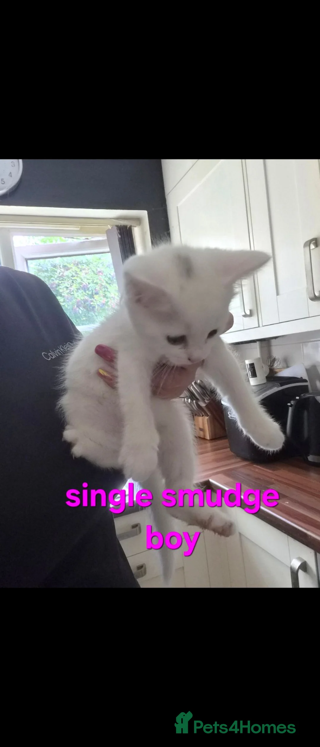 Mixed Breed cats for sale: 3 white kittens - Advert 2
