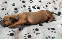Rhodesian Ridgeback dogs for sale: Rhodesian Ridgeback puppies  - Image 6