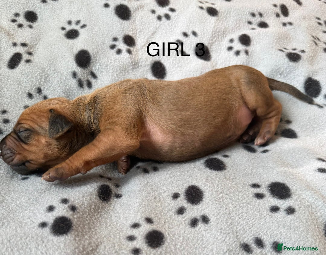 Rhodesian Ridgeback dogs for sale: Rhodesian Ridgeback puppies  - Image 6