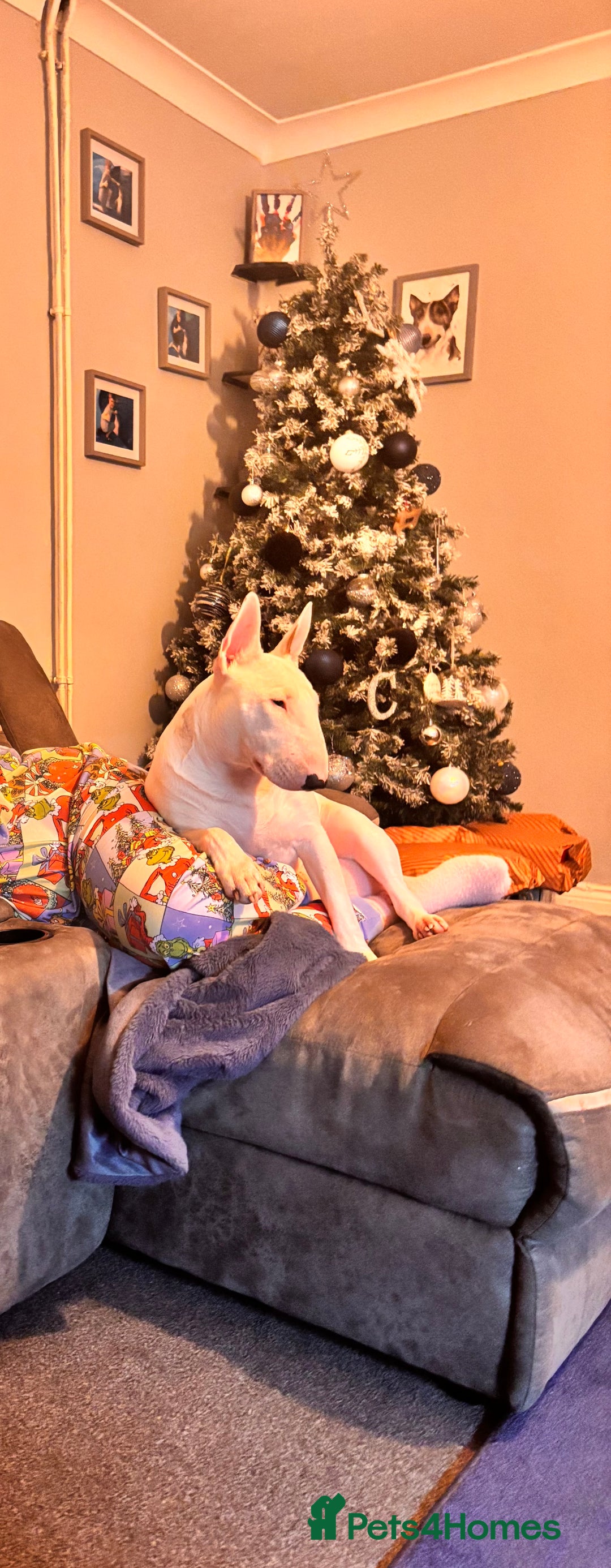 English Bull Terrier dogs for sale: Beautiful Bonnie 11months female  - Advert 3