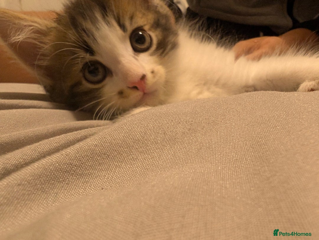 Mixed Breed cats for sale: Ready now - Image 6