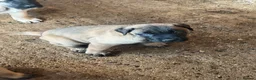 Anatolian Shepherd dogs for sale: 8 beautiful Antonian Shepherd pups  - Advert 6