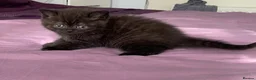 British Shorthair cats for sale: Adorable pedigree  Bsh babies - Advert 12