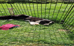 Border Collie dogs for sale: Border collie pups 6 weeks old  - Image 4