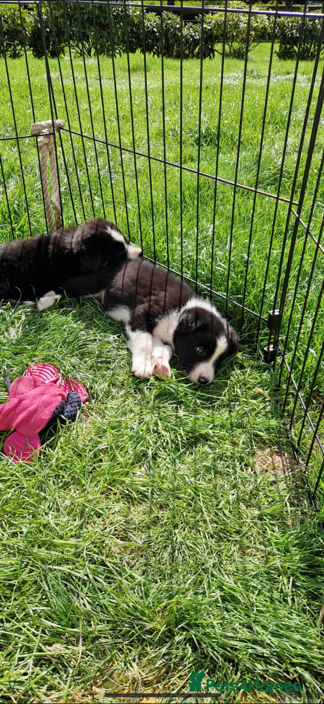 Border Collie dogs for sale: Border collie pups 6 weeks old  - Image 4