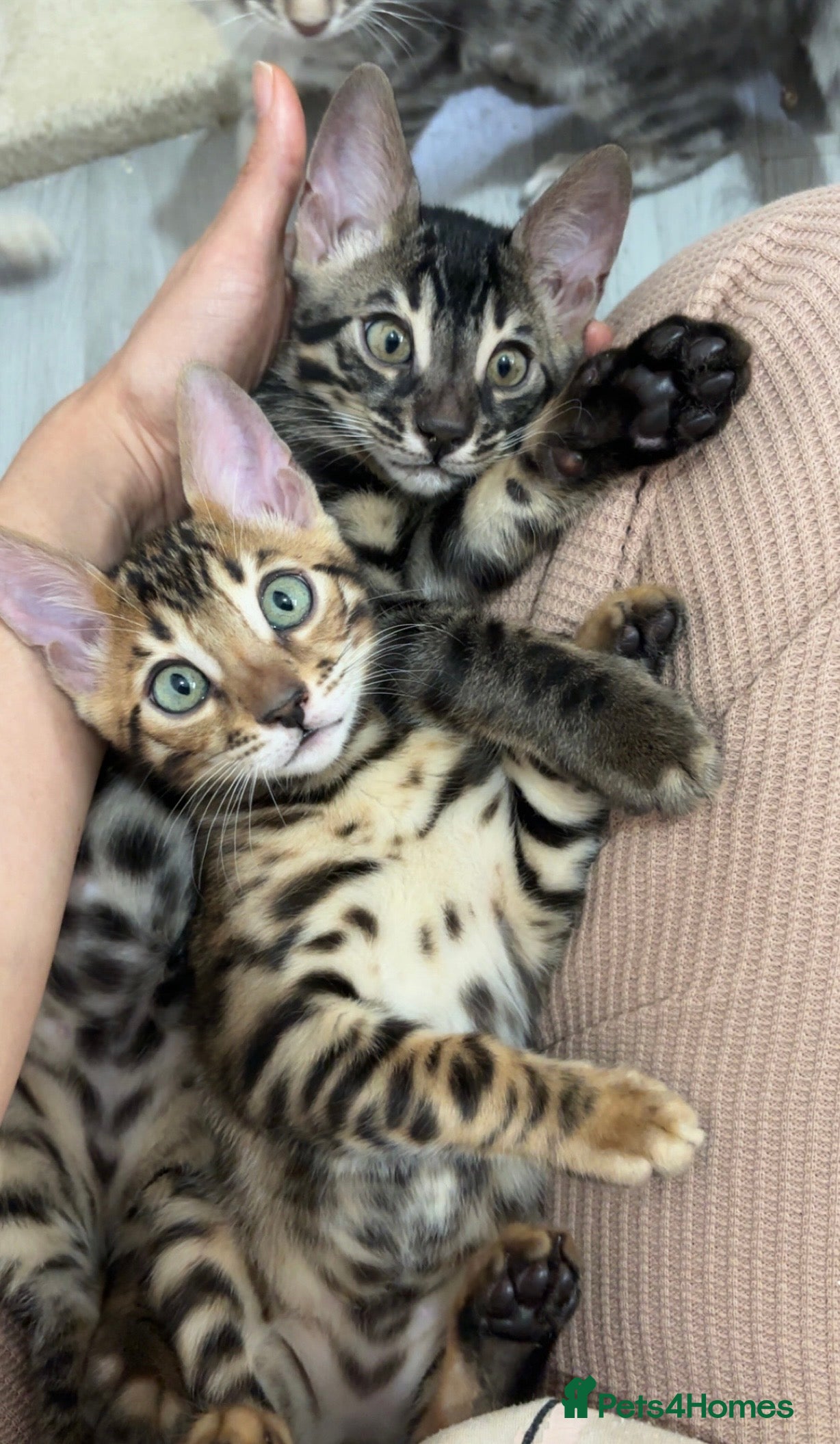 Bengal cats 🌟pedigree bengal kittens🌟 - Advert 10